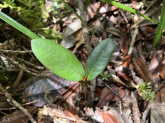 Nothofagus baumanniae