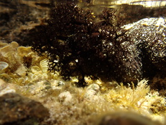 Holothuria cinerascens