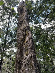 Nothofagus baumanniae