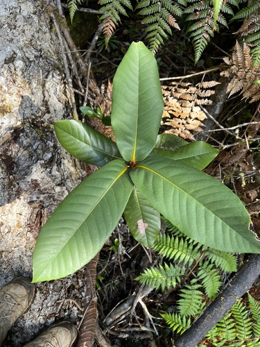 Nothofagus baumanniae observed 2022-10-16