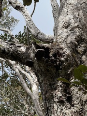 Nothofagus baumanniae