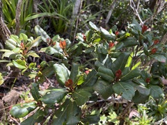 Nothofagus baumanniae