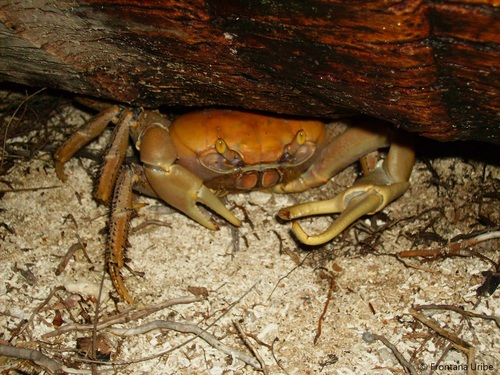 Blue Land Crab, photo 8 of 8