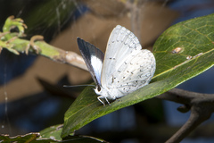 Eirmocides absimilis