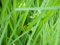 Ctenochares bicolorus