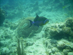 Balistes vetula
