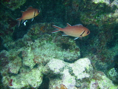 Myripristis jacobus