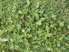 Richardia brasiliensis