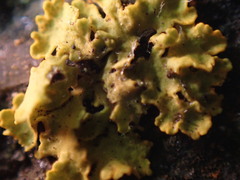 Xanthoria