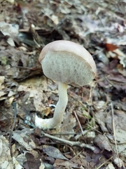 Leccinellum albellum