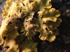 Xanthoria