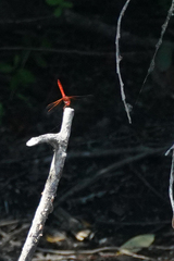 Sympetrum illotum