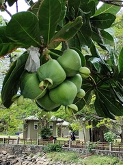 Barringtonia asiatica