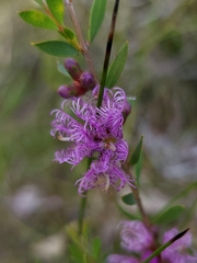 Melaleuca thymifolia