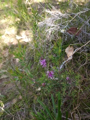 Melaleuca thymifolia