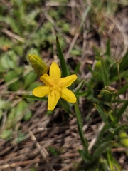 Hypoxis argentea