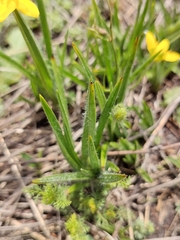 Hypoxis argentea