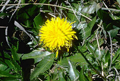 Hypochaeris sessiliflora