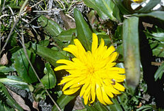 Hypochaeris sessiliflora