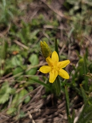 Hypoxis argentea