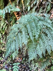 Leptopteris hymenophylloides