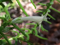 Chloanthes stoechadis