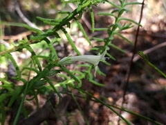 Chloanthes stoechadis