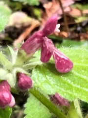 Stachys rigida