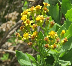 Senecio halimifolius