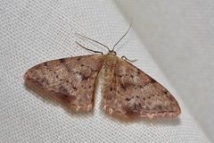 Idaea halmaea