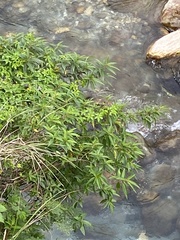 Boehmeria densiflora