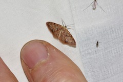 Idaea halmaea