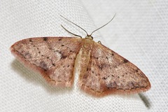 Idaea halmaea