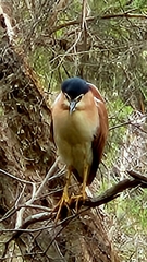 Nycticorax caledonicus