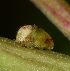 Vanduzea segmentata