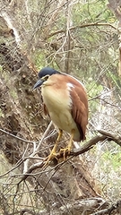 Nycticorax caledonicus