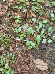 Ludwigia peploides glabrescens