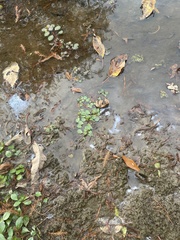 Ludwigia peploides glabrescens