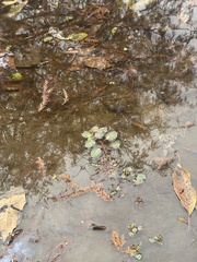 Ludwigia peploides glabrescens