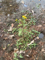 Ludwigia peploides glabrescens