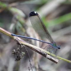 Psolodesmus mandarinus dorothea