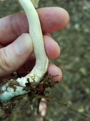 Leccinellum albellum