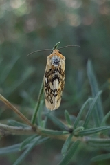 Chrysoecia dela