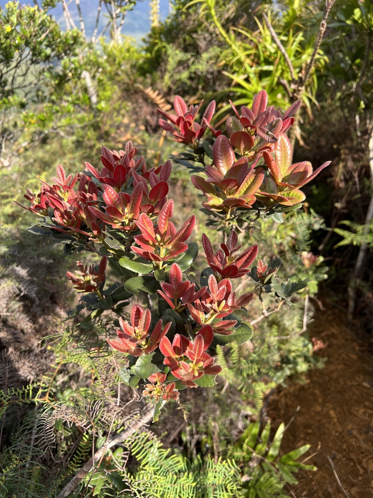 Pancheria × heterophylla