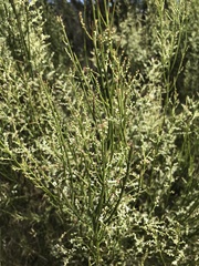 Leptomeria drupacea