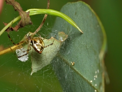 Theridion pyramidale