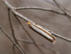 Phytotrypa brochosema