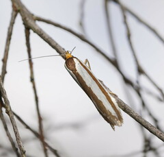 Phytotrypa brochosema