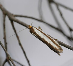 Phytotrypa brochosema