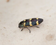 Castiarina
